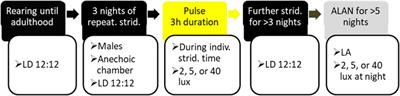 Exposure to a nocturnal light pulse simultaneously and differentially affects stridulation and locomotion behaviors in crickets